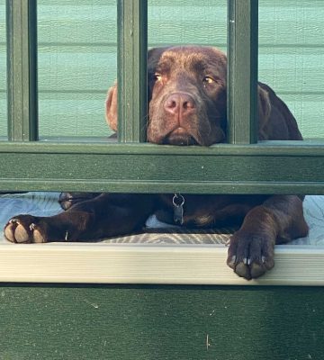 decking rails are suitable for dogs